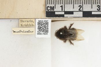 Media type: image;   Entomology 817834 Description: Specimen documentation photo of labelsfrom specimen MCZ:Ent:817834, captured on2024-07-10;  Aspect: labels